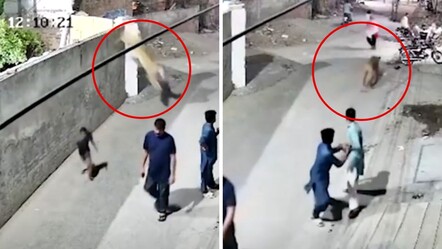 Tayland'da fenomenin evcil aslanı dehşet saçtı! Biri çocuk iki kişi yaralandı - Dünya