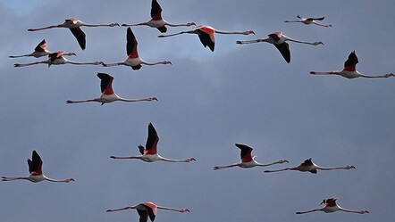 Kuşlar göç etmeyi bıraktı, doğa alarm veriyor! İnsanlık için büyük tehlike - Yaşam