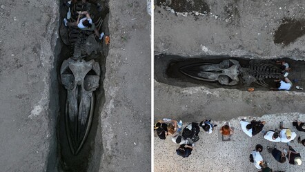 Mersin'de 14 metrelik Fin balinasının iskeleti ortaya çıkmaya başladı - Gündem