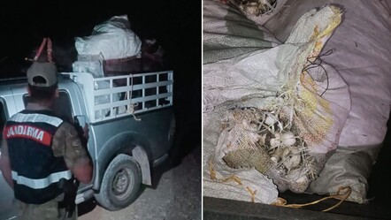 200 kilo topladı, 557 bin lira ceza yedi! Tunceli'de dikkat çeken dağ sarımsağı operasyonu - Gündem