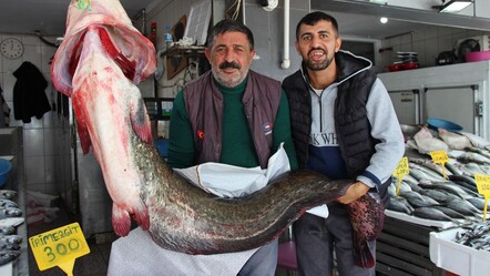 2 metre uzunluğunda 85 kilo ağırlığında! Samsun'da yakalandı, kilosu 250 liradan satıldı - Ekonomi