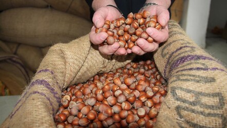 Fındık fiyatlarında son durum: Giresun'da kilogramı 315 liradan haftayı kapattı - Ekonomi