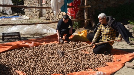 Hasat zamanı geldi! Kilosu 200 TL’den satılıyor, 200 milyon TL ekonomik katkı sağlayacak - Ekonomi
