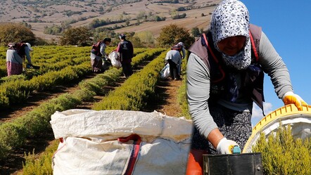 Sözleşmeli tarım modeliyle çiftçiye destek! Kuraklığa rağmen 200 ton hasat bekleniyor - Ekonomi