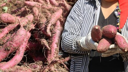 Bu patates bildiğiniz patatesten çok farklı! Tarlada kilosu 35 TL - Ekonomi