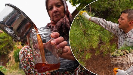 Kışın olmazsa olmazı, gribe kalkan... Bergama'da yeni trend sağlık ürünü kızılçam kozalağı pekmezinin üretimi başladı - Yaşam