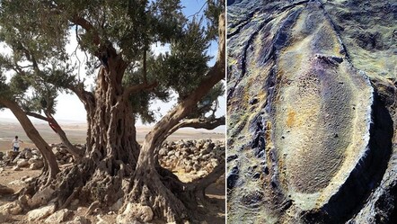Nuh'un Gemisi'nin Cudi Dağı'nda olduğunu zeytin ağaçlarıyla açıkladı: En güçlü biyolojik kanıtlardan biri! - Yaşam