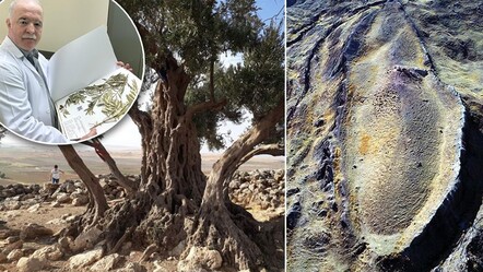 Nuh'un Gemisi'nin Cudi Dağı'nda olduğunu zeytin ağaçlarıyla açıkladı: En güçlü biyolojik kanıtlardan biri! - Yaşam