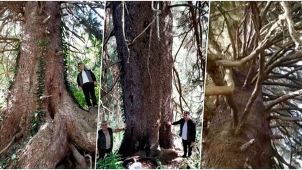 Dünya rekoru Artvin'den geldi! 1000 yıllık dev ladin ilk kez görüntülendi - Yaşam