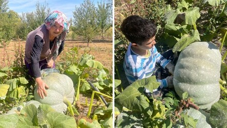 40 kilograma ulaşan kabağı görünce inanamadı! "Torunum kadar olmuş" - Yaşam