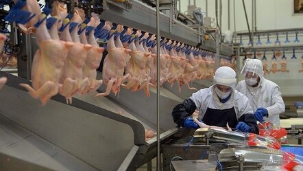 Tavuk eti üretimi ağustosta azaldı! - Ekonomi