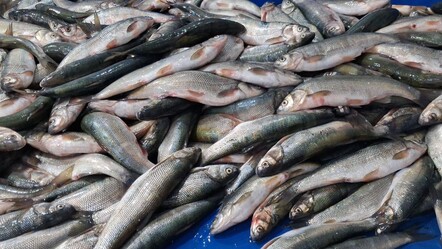 İnci kefali tezgahların en çok tercih edilen balığı oldu: Hem uygun fiyatlı hem de çok lezzetli! - Ekonomi