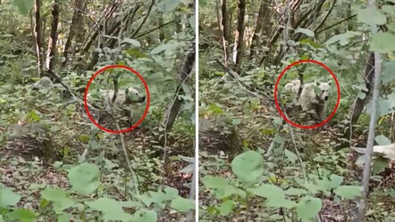 Rize'de görüntülenen beyaz ayının sırrı çözüldü! "Kutup ayısı sanmayın" - Yaşam