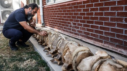 Üniversite bahçesinden müzeye: Fin balinasının kemikleri birleştirilmeyi bekliyor - Yaşam