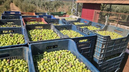 Verimli Amik Ovası'nda hasat başladı! Sofraların vazgeçilmezi, bahçede kilosu 55 lira... - Yaşam