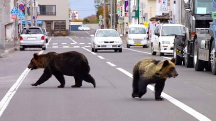 Japonya ayı tehdidine karşı alarma geçti: 7 ölüm, 100 yaralı! - dunya