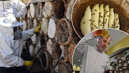 Bitlis karakovan balı için hasat dönemi başladı: Tadı dünya çapında benzersiz, fiyatı belli oldu - Yaşam