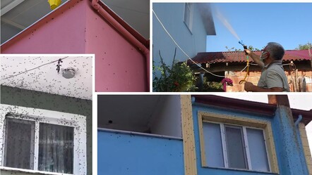 Kahverengi kokarca için Türkiye seferber oldu: Kimse baş edemeyince Bakanlık devreye girdi - Yaşam