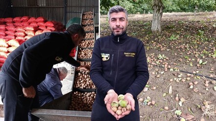 Hasat başladı, bereket yağdı! 500 tonu buluyor, İstanbul, Ankara, Tekirdağ'a gidiyor... - Ekonomi