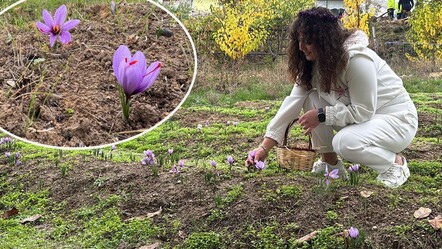 Kilosu 450 binden 650 bin liraya çıktı! Karadeniz'de altın değerinde hasat başladı - Ekonomi