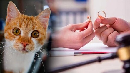 Bu da kedi nafakası! Boşanma davasında dikkat çeken karar - Gündem