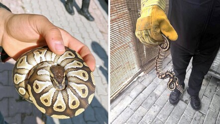 Konya'da akılalmaz olay! Durdurulan şahsın cebinden yavru piton çıktı, polisler bile şaşırdı - Yaşam