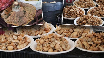 Ormandan kova kova mantar topladılar: Pazarda kilosunu 400 liradan sattılar! - Yaşam