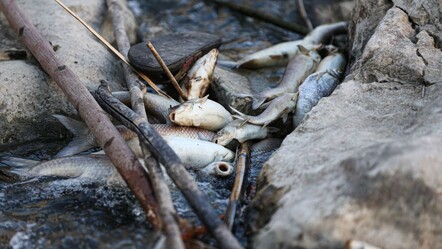 Sular siyaha döndü, balıklar kıyıya vurdu! Ceyhan Nehri yine alarm veriyor - yasam