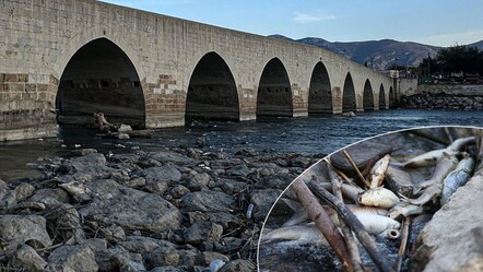Sular siyaha döndü, balıklar kıyıya vurdu! Ceyhan Nehri yine alarm veriyor - Gündem