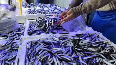 Hamsi ve istavrit 75 liraya düştü! Kapış kapış satılıyor - Ekonomi