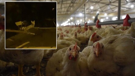 Ankara'da nöbet tutan vatandaş şoke oldu: Tavuk hırsızını yerde ararken gökte buldu! - Yaşam