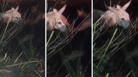 Hatay'da balçığa saplanan eşeği kurtarmak için seferber oldu! Yanından ayrılmadı: başını okşayıp teselli etti - Yaşam
