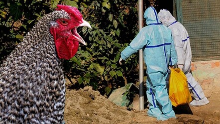 Japonya alarmda! Kuş gribi nedeniyle 460 bin tavuk itlaf edilecek - Dünya