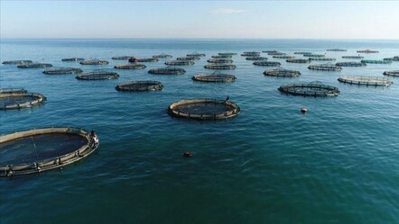 Karadeniz'den 279 milyon dolarlık su ürünleri ihracı! En çok talep Rusya'dan - Ekonomi