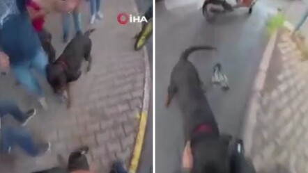 Ağızlıksız gezdirilen 'Rottweiler' cinsi köpek dehşet saçtı! Saldırı anı kamerada - 3-sayfa