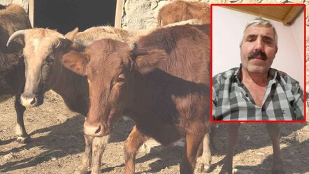 Ahırda feci kaza: Öküzün boynuz darbesi ölümle bitti - 3. Sayfa