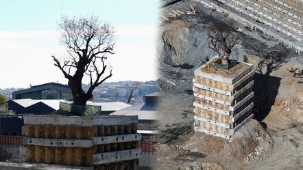 İstanbul'da merak uyandıran görüntü! Milyarlık projede ağaç katliamından tek o kurtuldu - Yaşam