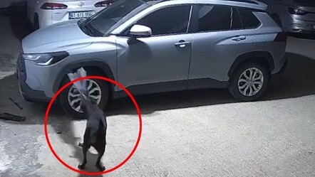Trabzon'da bir garip olay: Köpekler, koca arabayı parçaladı - 3. Sayfa