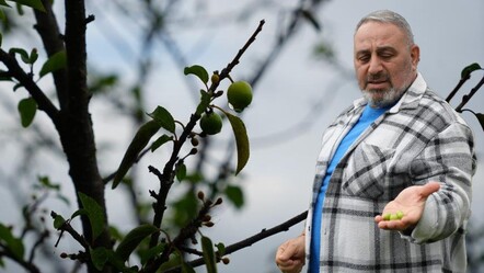 Kışa yaklaşılırken şaşırtan görüntü! Erik ağaçları meyve verdi - Yaşam