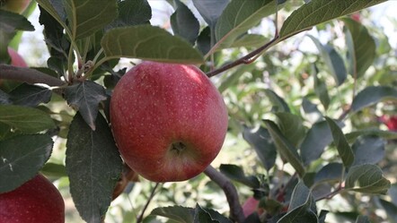 Golden, starking, crisp pink, fuji, gala... Yok yok! Karaman'da son hasat başladı - Ekonomi