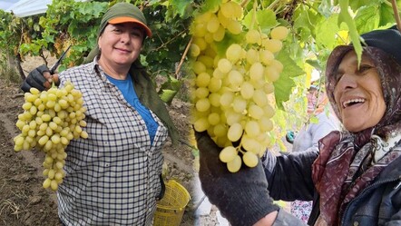 Manisa'da üzümde rekor sezon: Kilosu 60 TL'ye kadar alıcı buluyor - Ekonomi
