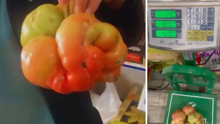 Neredeyse 1,5 kilo! Devasa domatesi görenler gözlerine inanamıyor - Yaşam