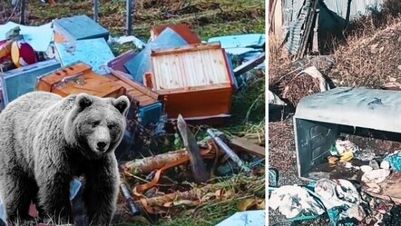 Erzurum'da iki ayı, köyü talan etti! Her yere saldırıp parçaladı: Vatandaşlar canından bezdi - Yaşam