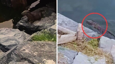 Görenleri şaşkına çevirdi! Nesli tükenmek üzere olan su samuru, Küçükçekmece'de görüldü - Yaşam