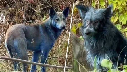 Çernobil'deki köpeklerde 'mavi tüy' gizemi! Yetkililer alarma geçti - Dünya