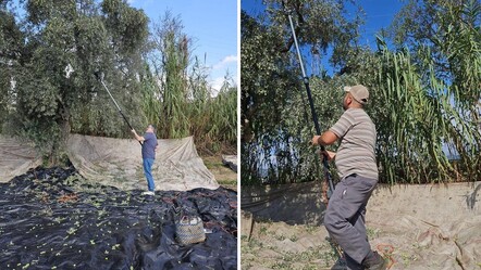 Aydın'da hasat başladı! 1 milyon 750 bin ton üretilecek - Ekonomi