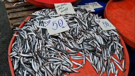 Tekirdağlılar hamsiye doyacak! Sigaradan ucuza satılıyor, fiyatı düşüyor da düşüyor - Yaşam