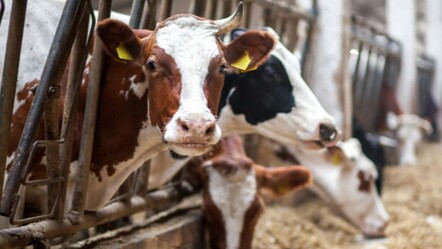 Deli dana hastalığı bulaşıcı mı, ölümcül mü? Deli dana hastalığı belirtileri gündemde! - Haberler