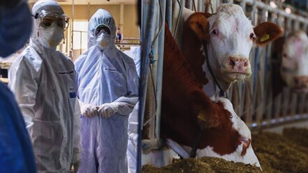 Türkiye'de yeniden görüldü! Bolu'da 'deli dana' vakası ortaya çıktı! - Gündem