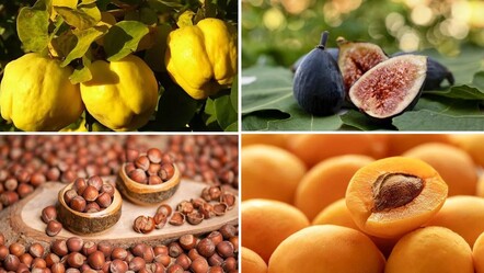 Dünya sofralarını Türk gıdaları süslüyor! 4 mevsim üretiyoruz - Ekonomi